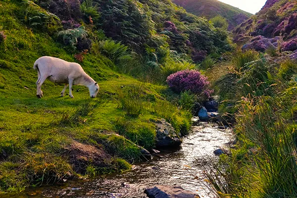 The Long Mynd